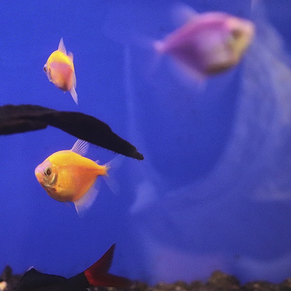Тернеция Glofish в ассортименте