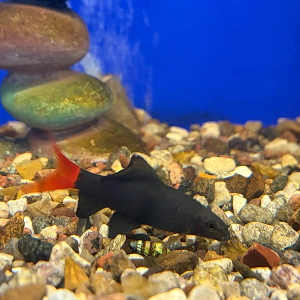 Лабео Биколор (лат. Epalzeorhynchos bicolor)