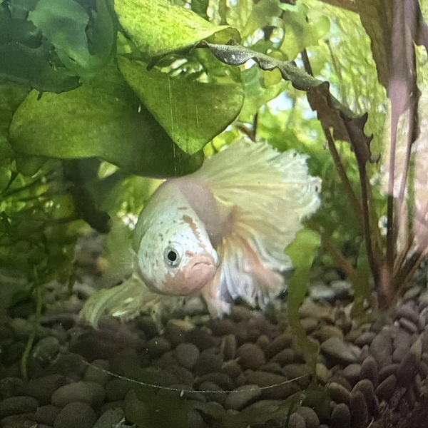 Петушок Супердельта (Betta splendens D)