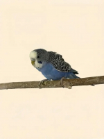 Волнистый попугайчик (лат. Melopsittacus undulatus)