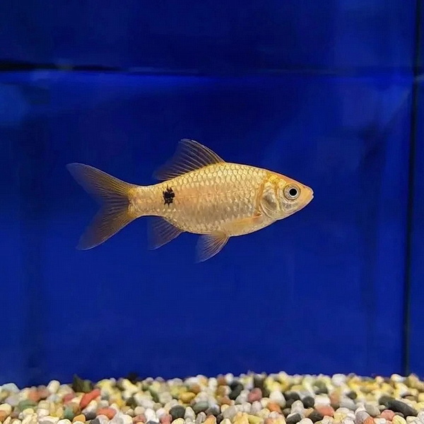 Барбус огненный (Puntius conchonius)