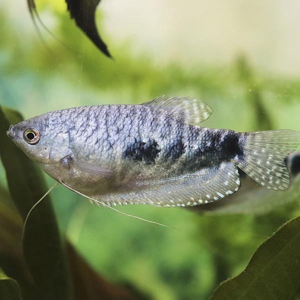 Гурами Мраморный (Trichogaster trichopterus sumatranus)