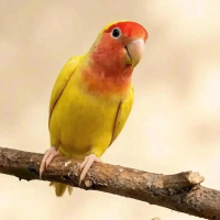 Неразлучник (лат. Agapornis) розовощёкий жёлтый