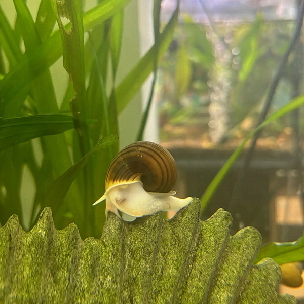 Ампулярия (Pomacea bridgesii)