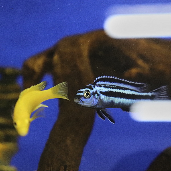 Майнгано Меланохромис (Pseudotropheus cyaneorhabdos)