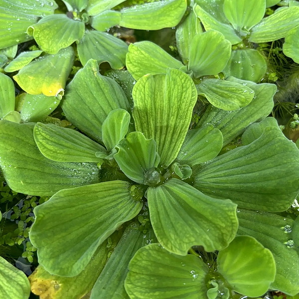 Пистия (лат. Pistia)