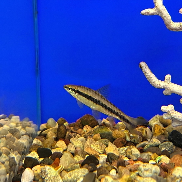 Водорослеед сиамский (Crossocheilus siamensis)