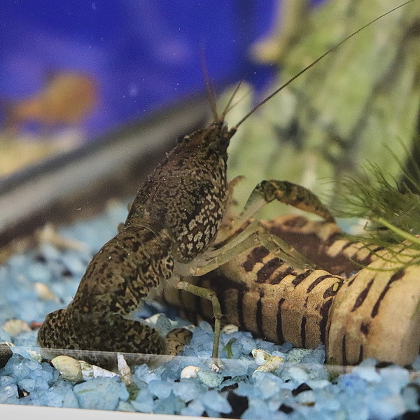 Рак Мраморный (лат. Procarambus virginalis)