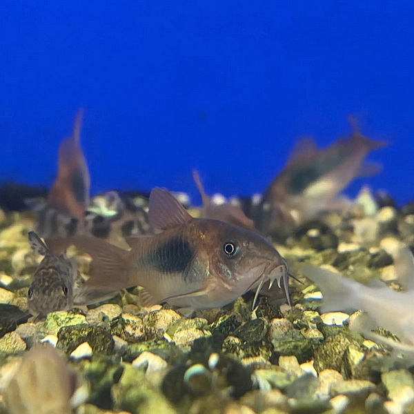 Коридорас Золотистый (Corydoras aeneus)