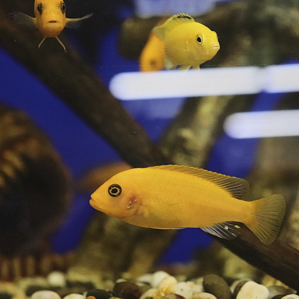 Цихлида Псевдотрофеус  зебра красная(лат. Pseudotropheus )
