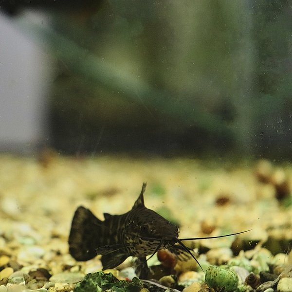 Сом Торакатум (лат. Hoplosternum thoracatum)