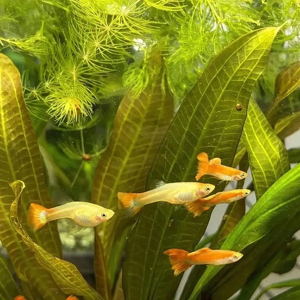 Гуппи ассорти (Poecilia reticulata)