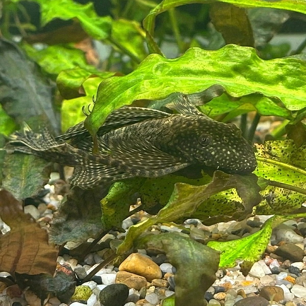 Мешкожаберный сом (Heteropneustes fossilis)