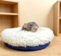 Крыса (лат. Rattus) Дамбо