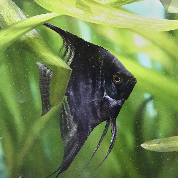 Скалярия (лат. Pterophyllum) в ассортименте