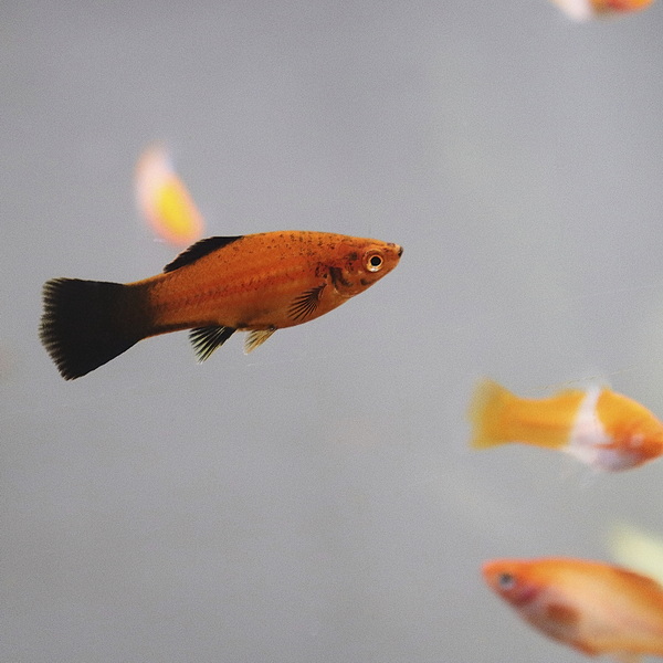 Меченосец (Xiphophorus helleri)