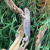 Пантеровый хамелеон (Furcifer Pardalis) купить в Новосибирске Пантеровый хамелеон (Furcifer Pardalis) купить в Новосибирске