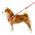Japan Premium Pet Набор Шлейка с поводком для фиксации в автомобиле с защитной функцией сдавливания трахеи Красный р.S купить в Новосибирске