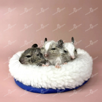 Дегу (Octodon degus)