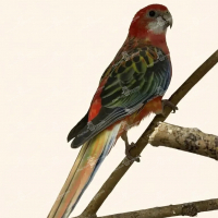 Попугай Розелла (лат. Platycercus)